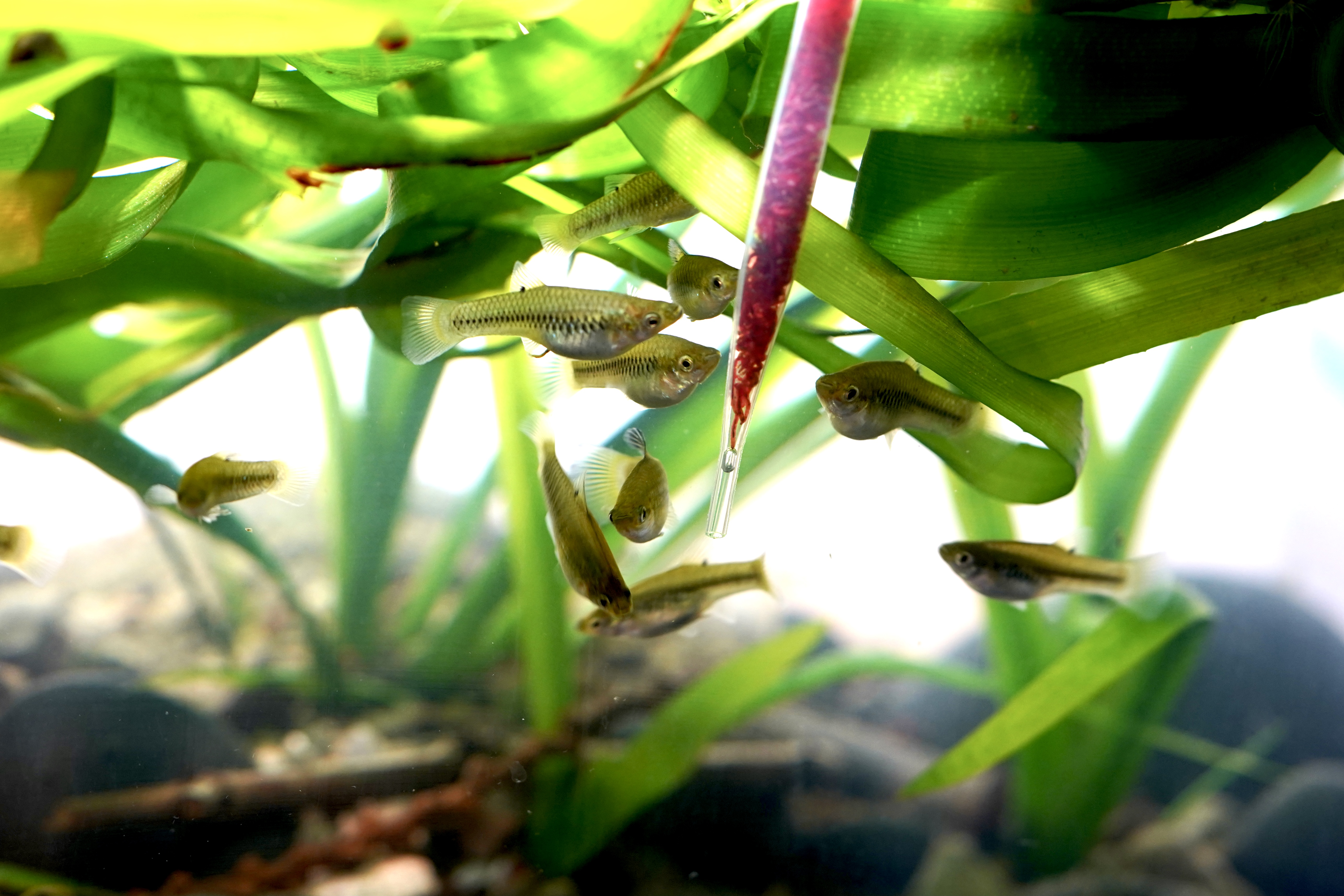 A group of young adults feeding on bloodworms
